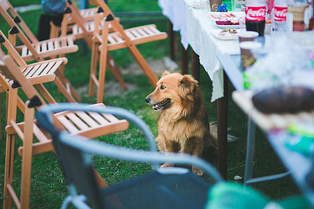 câine, şedinţa de câine, şedinţa, tabel, sub masă, animal de casă, animale