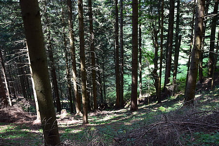 Les, louka, zelená, Alm, chýše, houpací síť, idylické