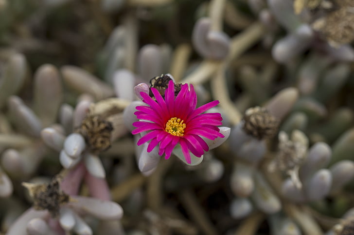 flower, nature, bloom, spring, plant, beautiful flower, pink flower