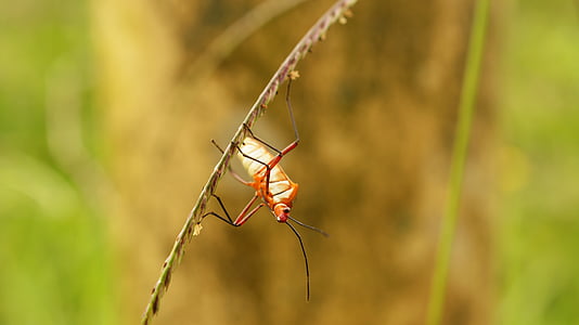 insectes, nature, Finlandia, Quindio, Colombie