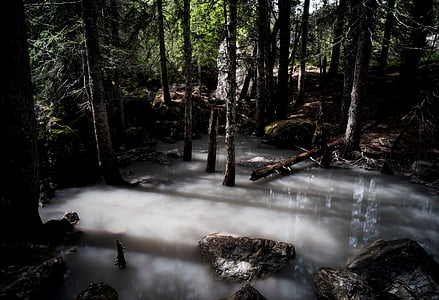 foresta, paesaggio, natura, tempo libero, fiume, scenico, alberi