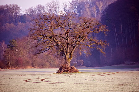 트리, kahl, 벌 거 벗은 나무, 겨울, 일출, 스카이, 자연