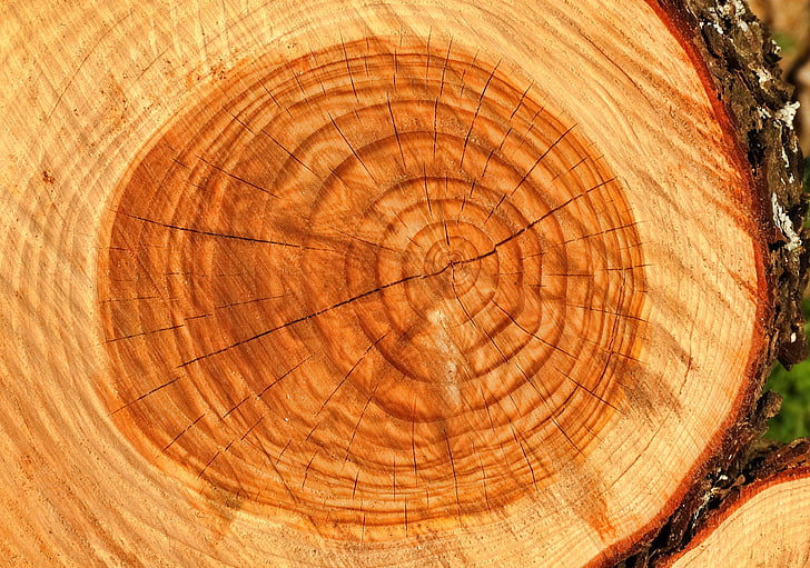 tronc, arbre, bois, bois - matériau, Journal, tronc d’arbre, industrie du bois