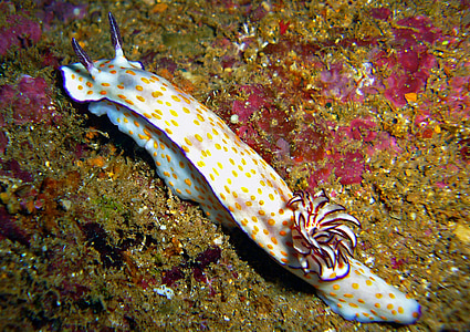 Conus, lesma, debaixo d'água, mergulho, mundo subaquático, água, meeresbewohner