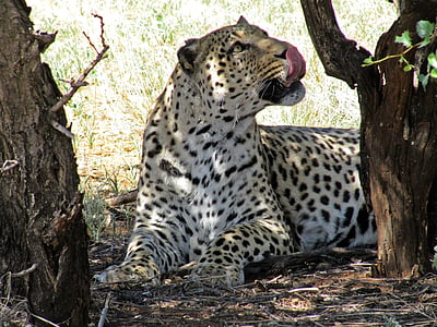 Namíbia, Leopard, mačka divá, Afrika, Safari, zviera, obavy