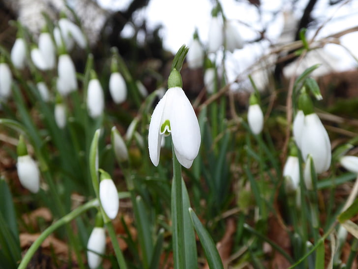 snowdrops, flowers, spring, nature, floral