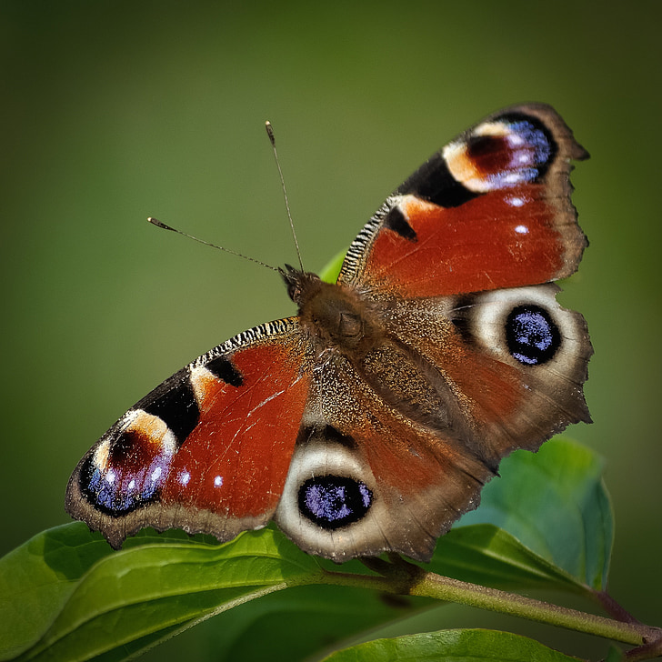 Pav metulj, metulj, insektov, čudovito, prosto živeče živali, živali, od blizu