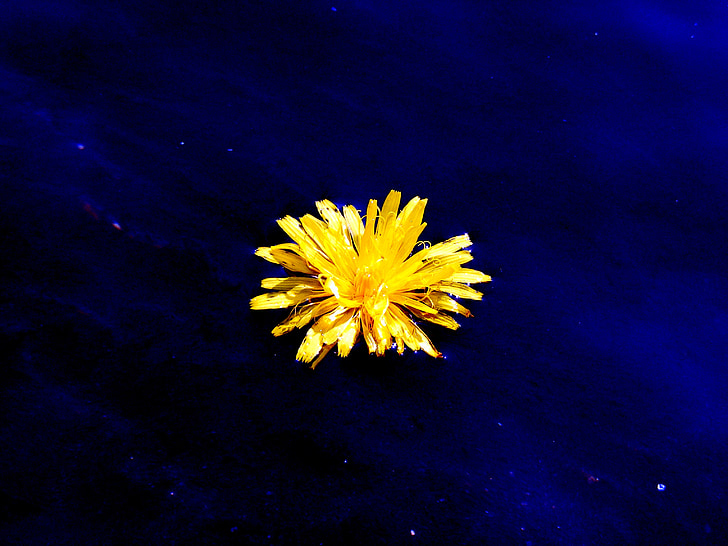 flower, yellow, blue, water, nature, coloring, plant