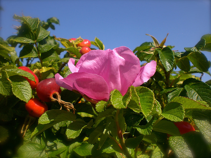 Wild rose, Rose hip, rumah kaca mawar, anjing rose, langit, buah, Bush