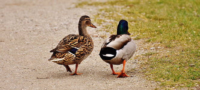 walk, pair, pair of ducks, males, female, shed light, wash