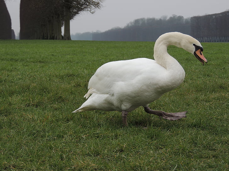 Swan, rumput, Versailles, hewan, hijau, burung, satwa liar