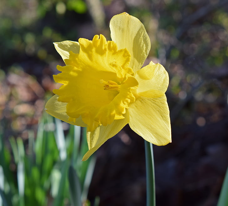 Daffodil, blomma, Blossom, Bloom, glödlampa, trädgård, naturen