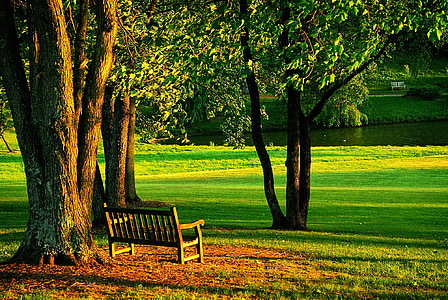 meadowlark, park, bench, nature, golden hour, tree, landscape
