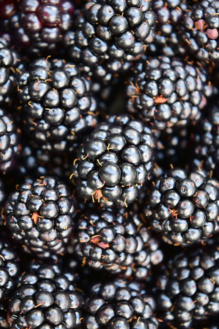 blackberries, background, close, black, dark, berries, frisch