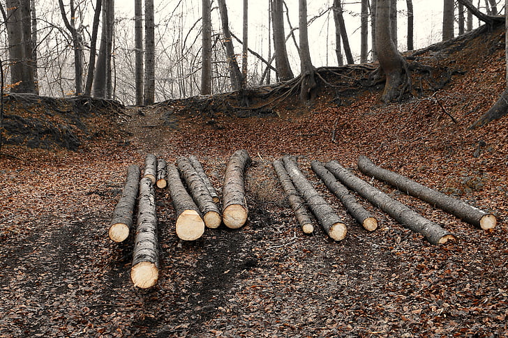 lesnictví, Les, dřevo, tyče, kmeny, dřevěné sloupy, dřevěné truhly