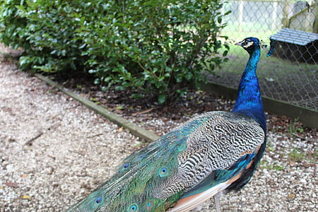 peacock, blue, beautiful, bird, green, tail, feather