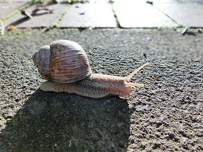 snail, animal, shell, nature, macro, snail shell, ground