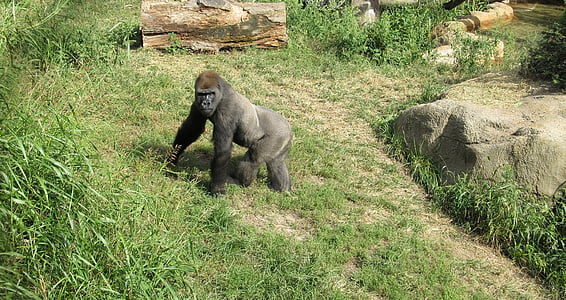 gorila, olhando, em pé, vida selvagem, natureza, jardim zoológico, Primaz