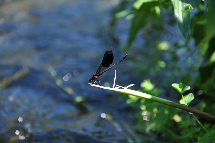 Quentin chong, egyenlő szárnyú szitakötők, vízi rovarok