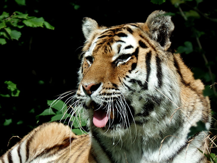 Tigre, gato, predador, Parque, Knuth borg, Safari park, fechar