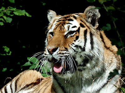tiger, cat, predator, park, knuth borg, safari park, close