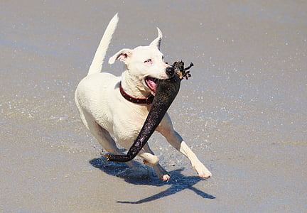 pes, akce, hrát, obušky, pláž, zábava