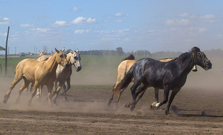 running, horses, animals, mammal, nature, dust