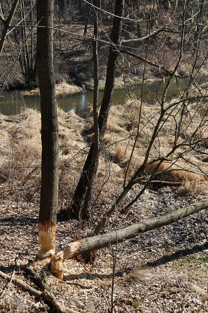 tree, forest, beaver lodges, construction, water, spring