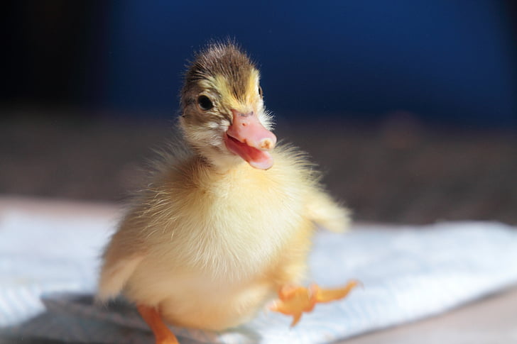 duckling, animal, cute, young, funny, farm, duck