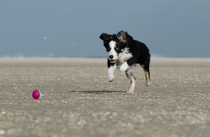 gos corre després de bola, amb la pilota, gos jove, platja, lúdic, jugar, diversió