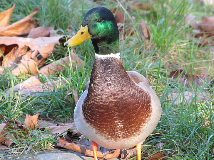 Duck, Sinikael-part, loodusliku pardid, lind