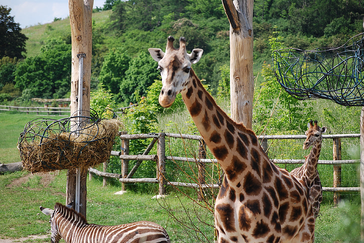 giraffe, the prague zoo, animal