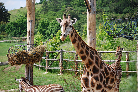 girafe, le zoo de prague, animal