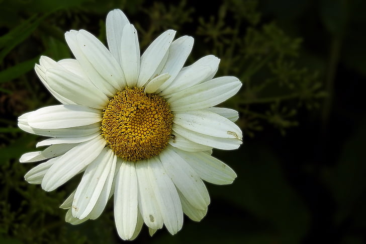 Marguerite, bijeli, kompozita, cvijet, cvijet, cvatu