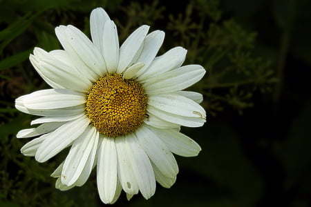 Marguerite, putih, komposit, bunga, Blossom, mekar