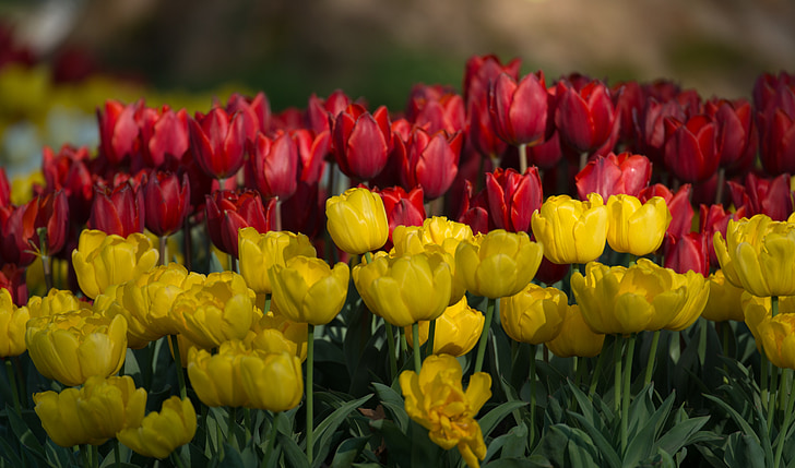 tulipes, flors, primavera, flor, groc, vermell, camp de tulipa