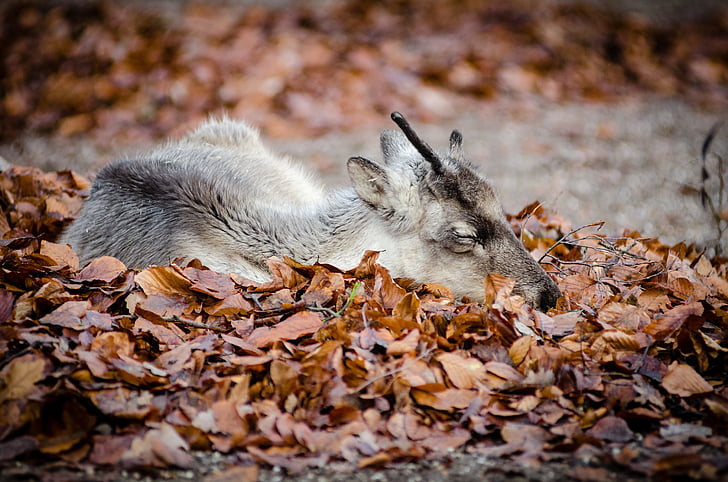 animal, dry leaves, fall, outdoors, sleeping, wildlife, animals in the wild