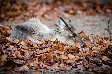 hewan, daun kering, musim gugur, di luar rumah, tidur, satwa liar, hewan di alam liar