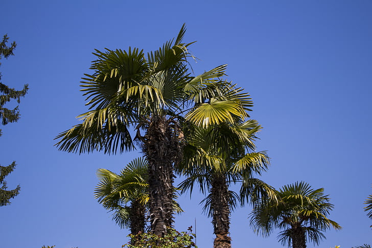 palm trees, sky, plant, partly cloudy, sun, green, nature