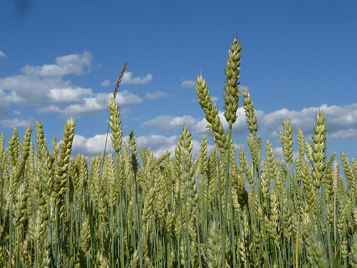 kukurūzas laukā, gada vasaras debesīm, graudaugi, halme, mākoņi, auss, vasaras