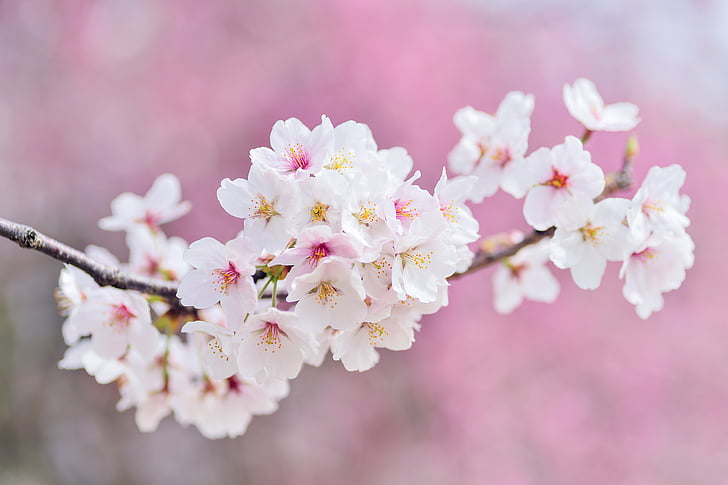 Japonija, kraštovaizdžio, pavasarį, augalų, vyšnia, gėlės, natūralus