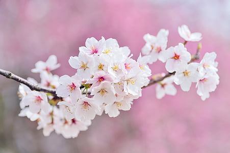 Japani, maisema, kevään, kasvi, kirsikka, kukat, luonnollinen