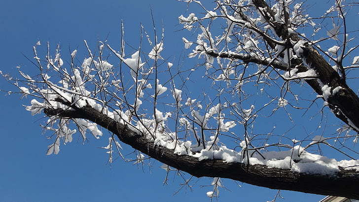 snow, blue sky, wood, winter, branch