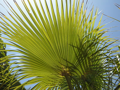 fan palm, licht en schaduw, structuur, hemel, zon, schaduwspel, groen