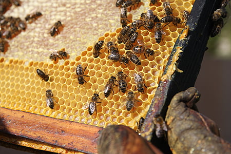 bee, hive, cell, honey, wax