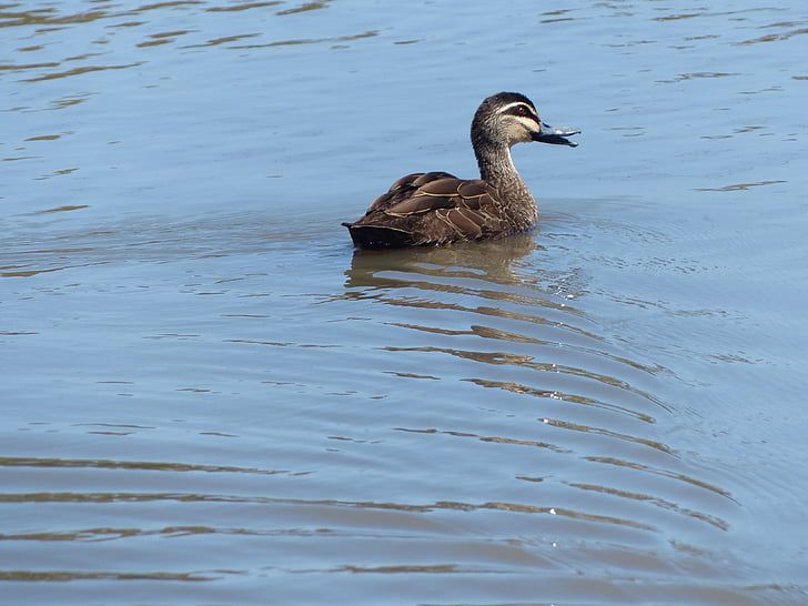 Duck, linnud, Wildlife, vee, Sinikael, Ujumine, looduslike