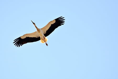 stork, fly, build, nature, bill, rattle stork, ciconia ciconia
