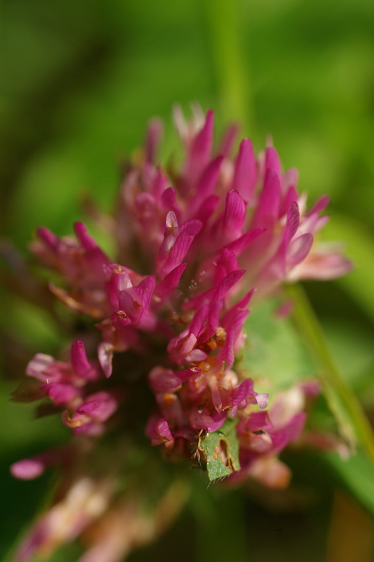 red clover, blossom, bloom, flower, meadow, plant, klee