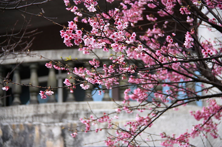 kersenbloesem, Fei koude cherry, roze, lente, gebouw, wit, achtergrond