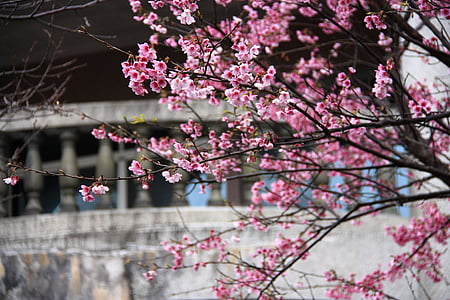 άνθη κερασιάς, Fei κρύο κεράσι, ροζ, άνοιξη, κτίριο, λευκό, φόντο